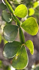 Haematoxylum brasiletto