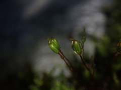 Platyhypnidium austrinum