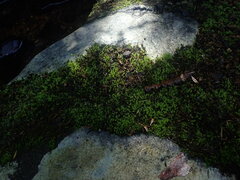 Platyhypnidium austrinum