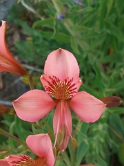 Alstroemeria ligtu