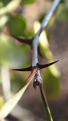 Haematoxylum brasiletto
