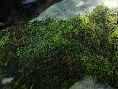 Platyhypnidium austrinum