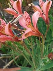 Alstroemeria ligtu