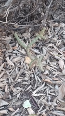Opuntia pubescens