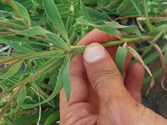 Alstroemeria ligtu
