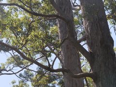 Eucalyptus guilfoylei