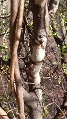 Haematoxylum brasiletto