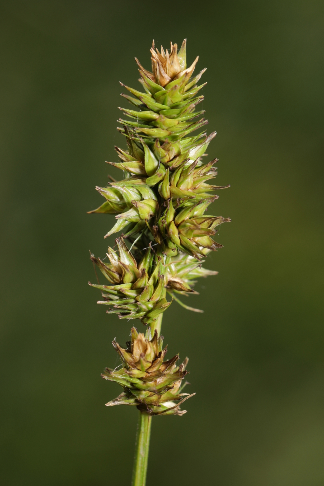 Carex aggregata