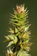Carex aggregata