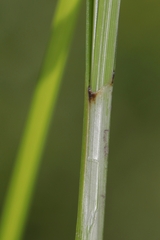 Carex aggregata