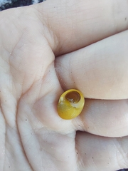 Littorina obtusata