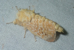 Tolytia multilinea