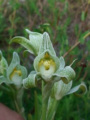 Chloraea magellanica