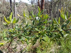 Grevillea chrysophaea