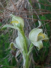 Chloraea magellanica
