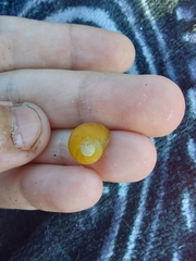 Littorina obtusata