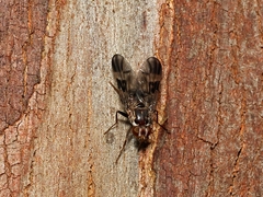 Pyrgotidae