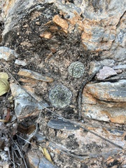 Strombocactus disciformis disciformis