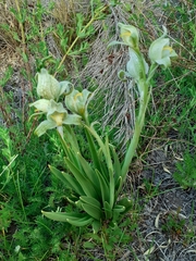 Chloraea magellanica