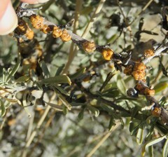 Ceroplastes irregularis