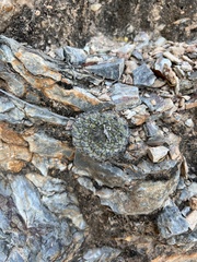 Strombocactus disciformis disciformis