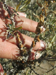 Ceroplastes irregularis