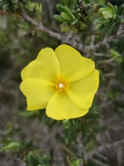 Cistus calycinus