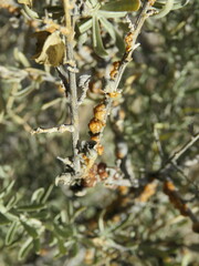 Ceroplastes irregularis