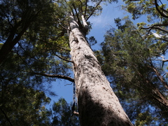 Eucalyptus jacksonii
