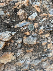 Strombocactus disciformis disciformis