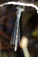 Coenagrion resolutum