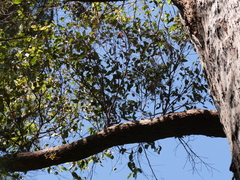 Eucalyptus jacksonii
