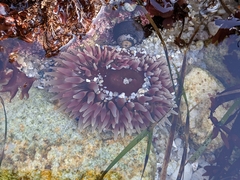 Urticina clandestina