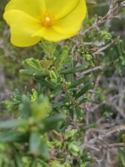 Cistus calycinus