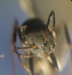 Camponotus kiesenwetteri
