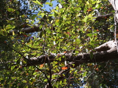 Eucalyptus jacksonii
