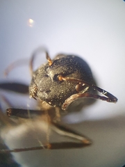 Camponotus kiesenwetteri