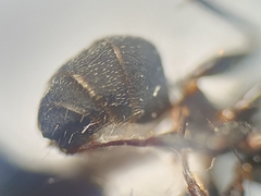 Camponotus kiesenwetteri