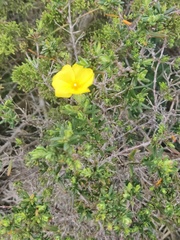 Cistus calycinus