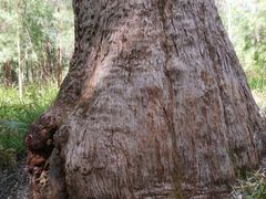 Eucalyptus jacksonii