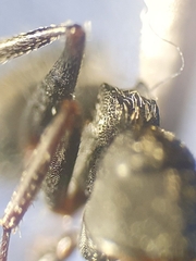 Camponotus kiesenwetteri