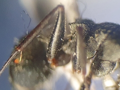 Camponotus kiesenwetteri