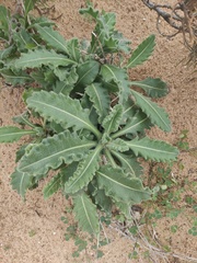 Biscutella vicentina