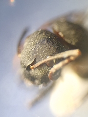 Camponotus kiesenwetteri
