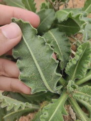 Biscutella vicentina