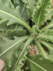 Biscutella vicentina