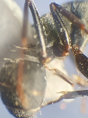 Camponotus kiesenwetteri