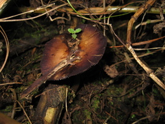Psilocybe caerulescens