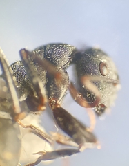 Camponotus kiesenwetteri