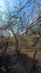 Chloroleucon mangense